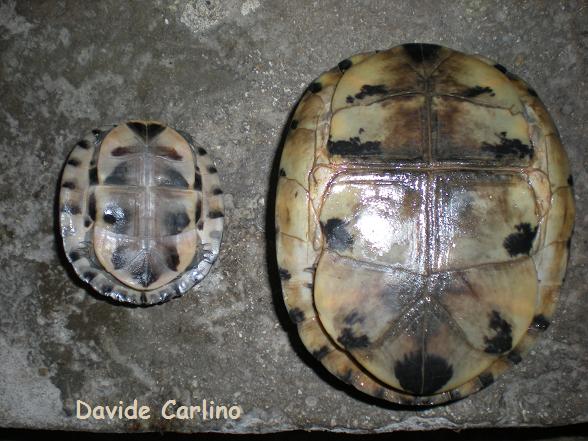 C. amboinensis 5.jpg