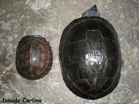 C. amboinensis 4.jpg