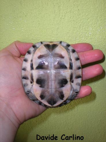 C. amboinensis 3.jpg