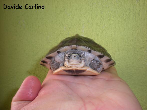 C. amboinensis 2.jpg