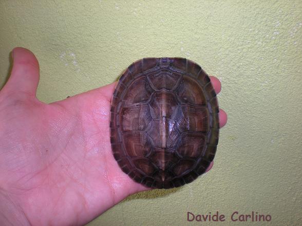 C. amboinensis 1.jpg