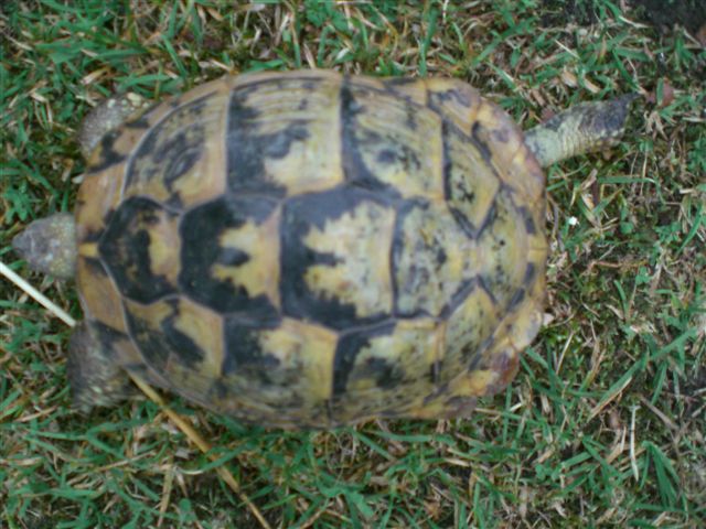 CIMG0710.JPG