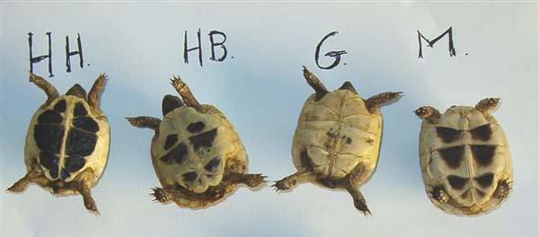 testudo.jpg