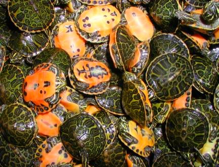 new redbelly pic.jpg