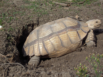 Sulcata Coni76.jpg