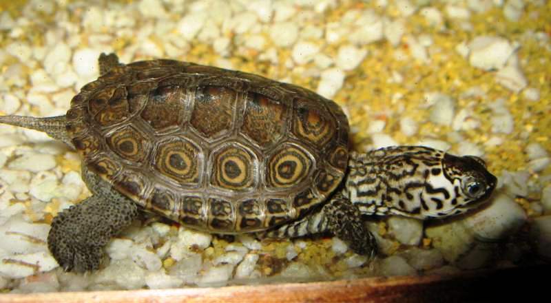 malaclemys terrapin tequesta.JPG