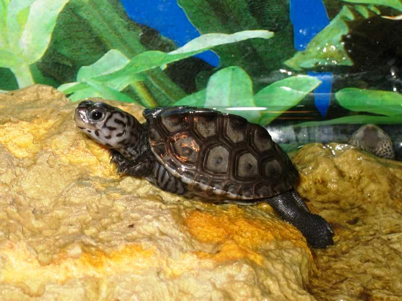 malaclemys terrapin tequesta.JPG