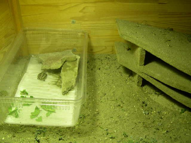 DSCN0703.JPG