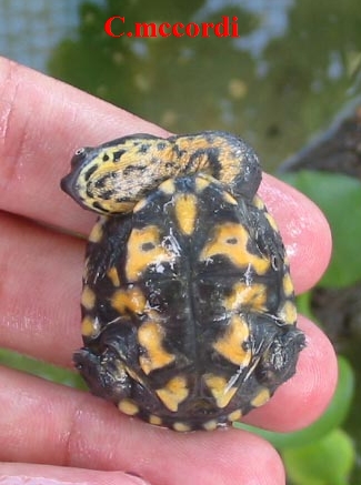 Chelodina mccordi.jpg