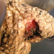 P1010060tart.gif