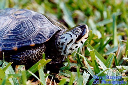 Malaclemys terrapin tequesta.jpg