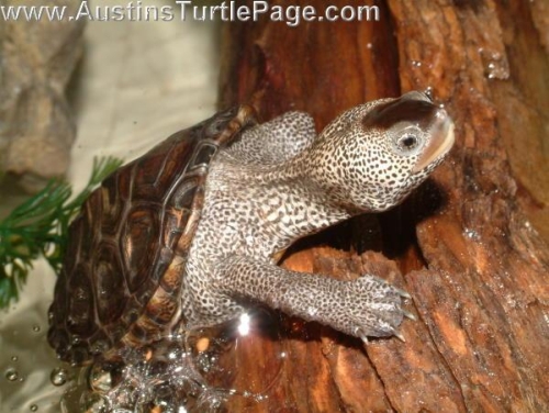 Malaclemys terrapin terrapin.jpg