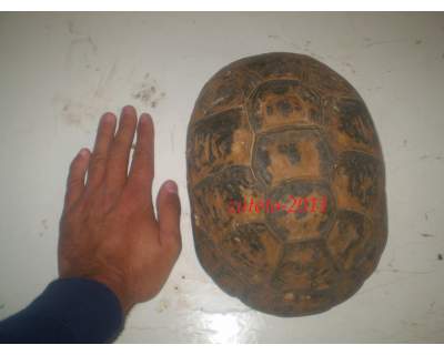 968e2c5ff5ff15bba9d0be6279ee0333_big.jpg