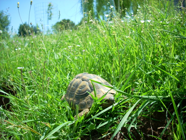 giardino050511_13.jpg