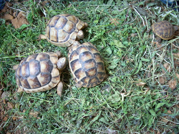 giardino050511_40.jpg