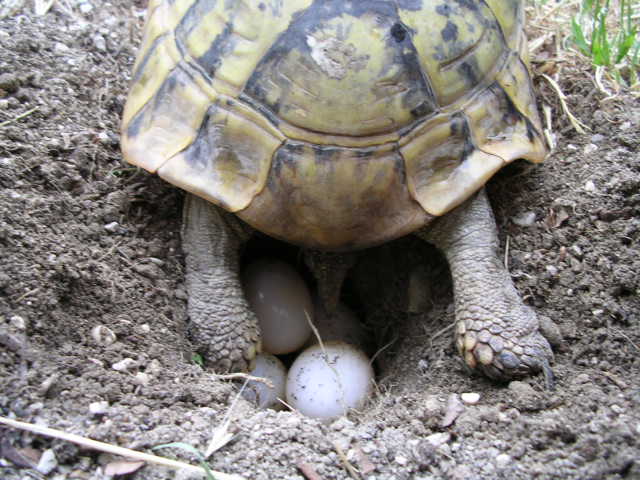 DSCN1558.JPG