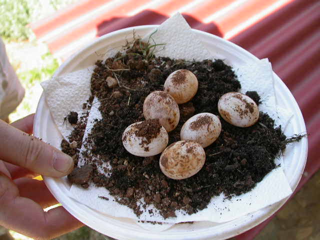 DSCN5957.jpg