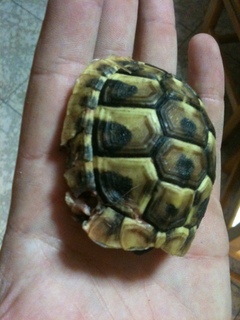 img0676is.jpg