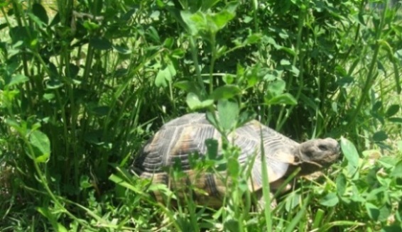 tarta 2 002.jpg
