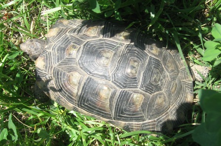 tarta 2 003.jpg