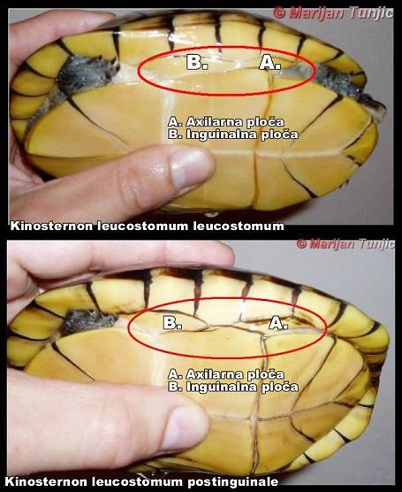 Kinosternon leucostomum.jpg