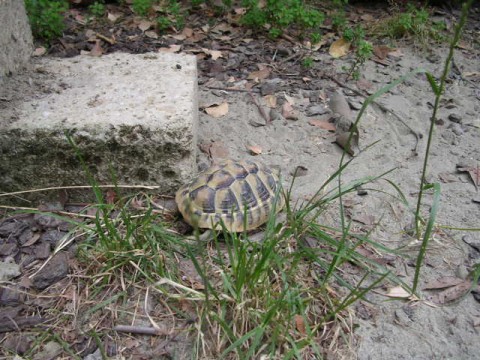 DSCN2110 (480 x 360).jpg