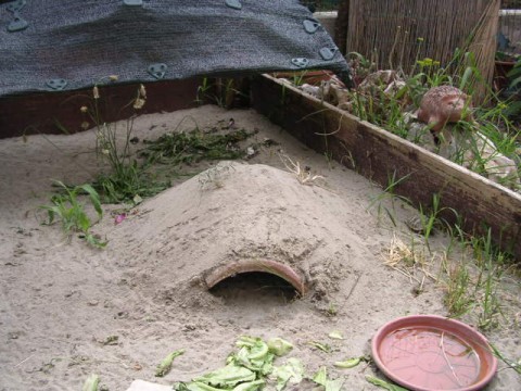 DSCN2119 (480 x 360).jpg