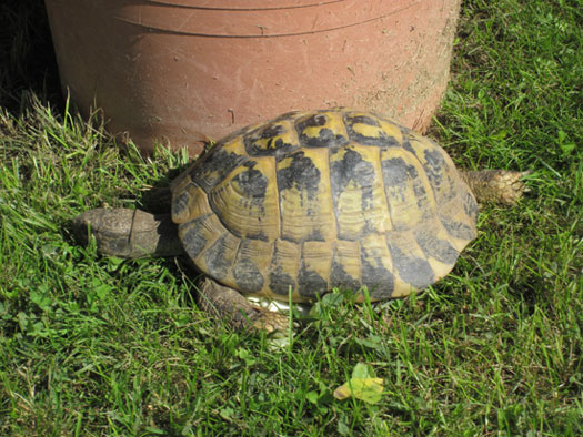 IMG_0528.jpg