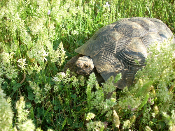 tartarughe230611_3.jpg