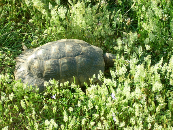 tartarughe230611_2.jpg