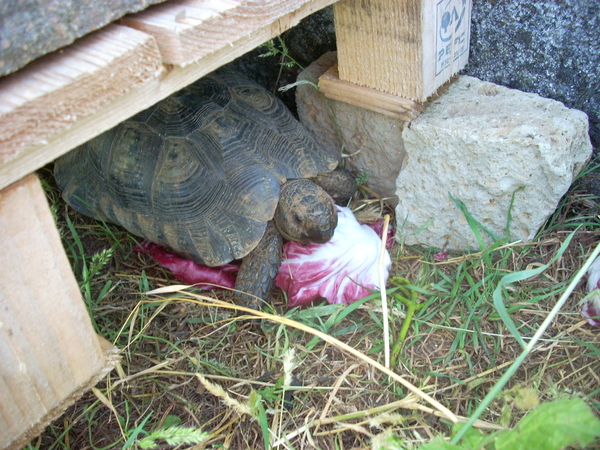 tartarughe230611_19.jpg
