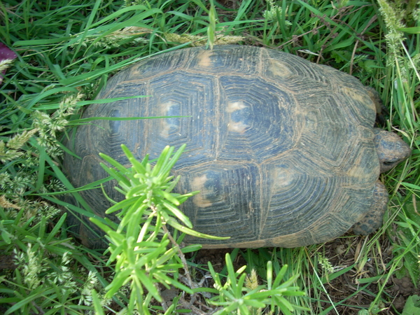 tartarughe230611_14.jpg