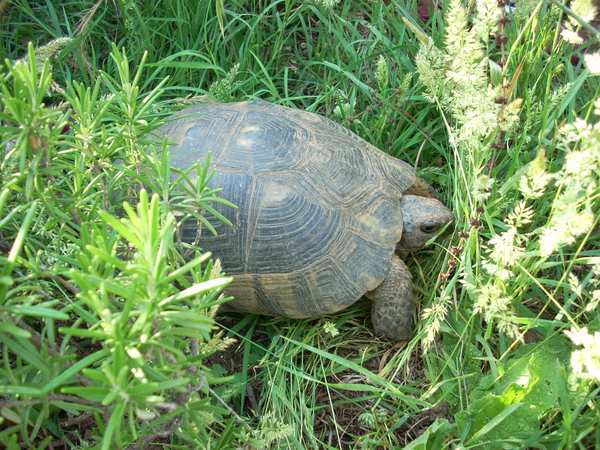 tartarughe230611_12.jpg