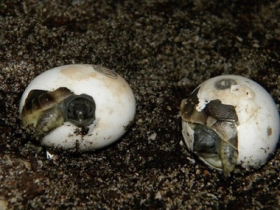 tarta2011 2 027.JPG