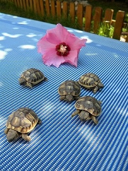 tarta2011 2 037.JPG