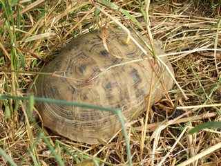 DSCF8330.jpg