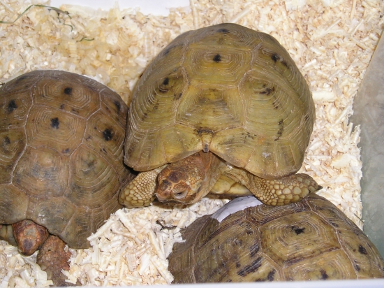 terrestris-antakyensis1.jpg