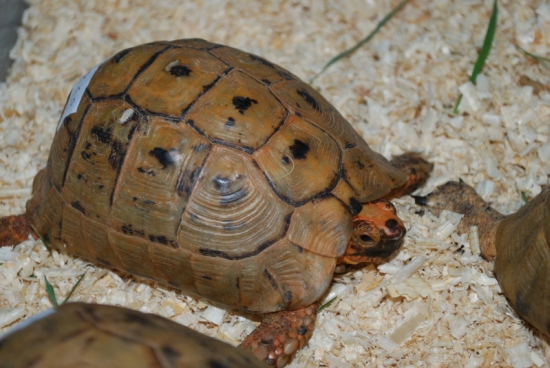 terrestris-antakyensis2.jpg