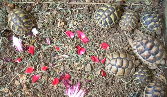 varie_tartarughe280711_5.jpg