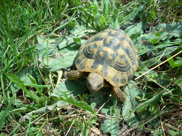 varie_tartarughe280711_32.jpg