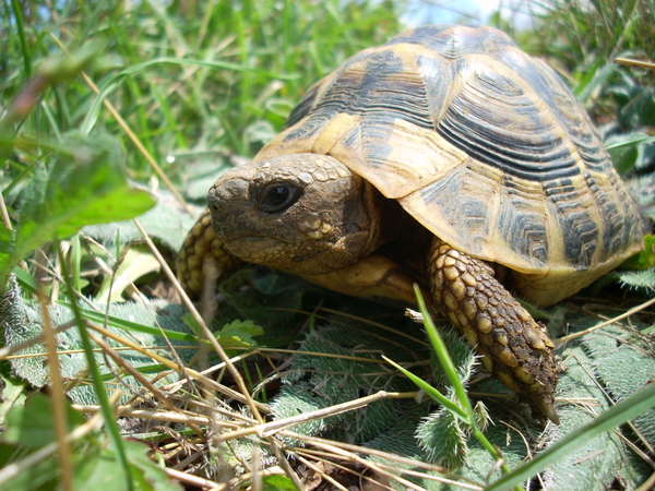 varie_tartarughe280711_31.jpg