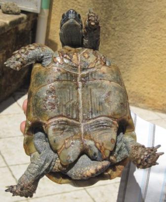 Tortuga.JPG