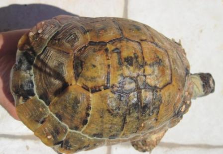 Tortuga 2.JPG