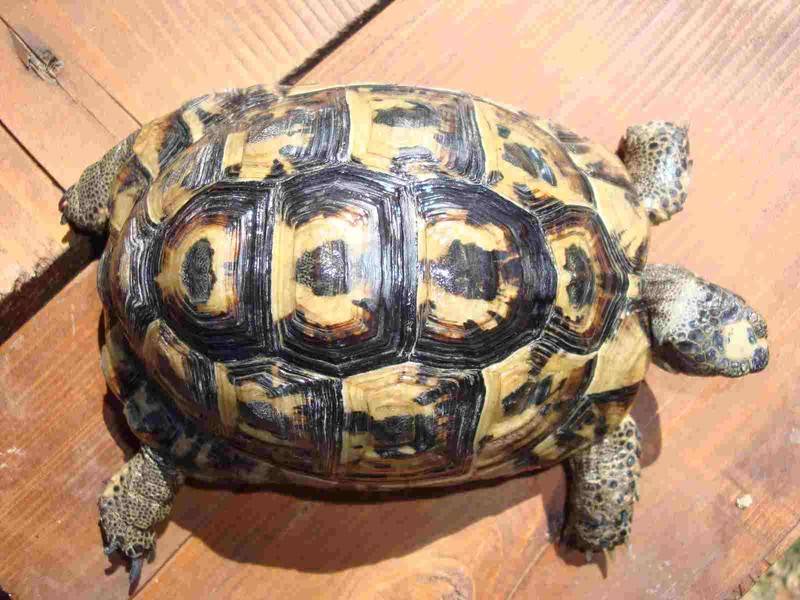 Tarta 1.JPG
