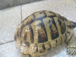SAM_2590.jpg