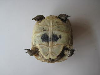 ridim greca 3.jpg