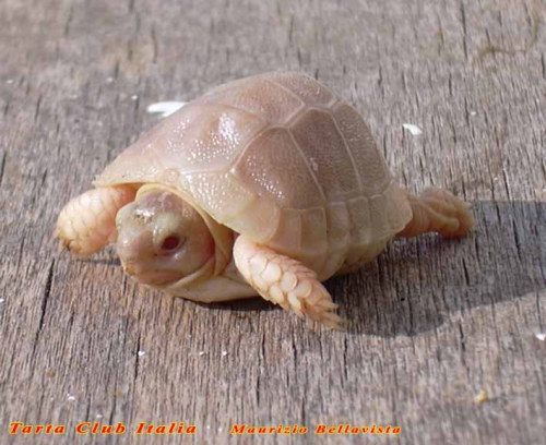 Testudo marginata.jpg