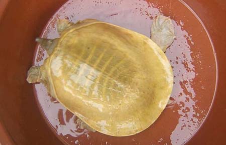 Pelodiscus axenaria 1.jpg