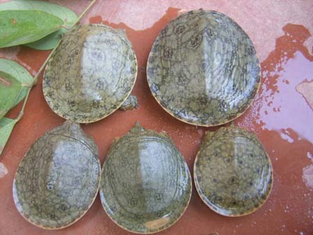 Pelodiscus axenaria 2.jpg