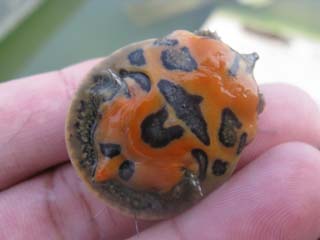 Pelodiscus axenaria 4.jpg